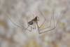 Leptoneta microphthalma